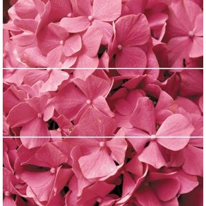 Dekor Fineza Velvet růžová Flowers 75x73 cm lesk DFLOWERS3